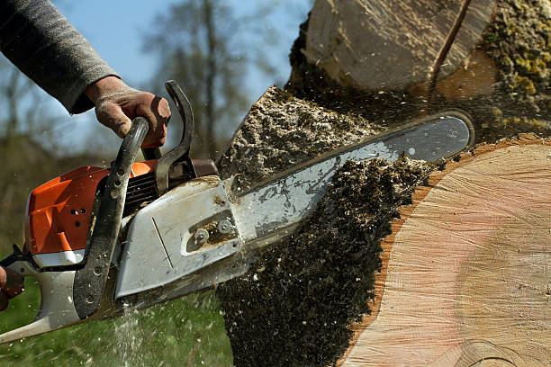 Tree Service Company in Republic, PA